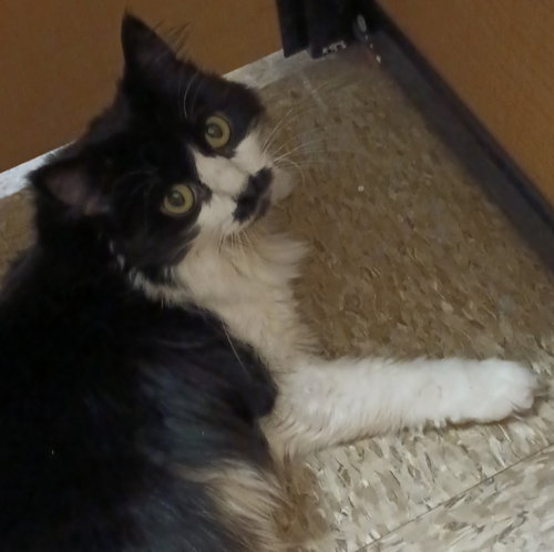 Photo 6 of Jess (aka Lottie) FOSTER NEEDED