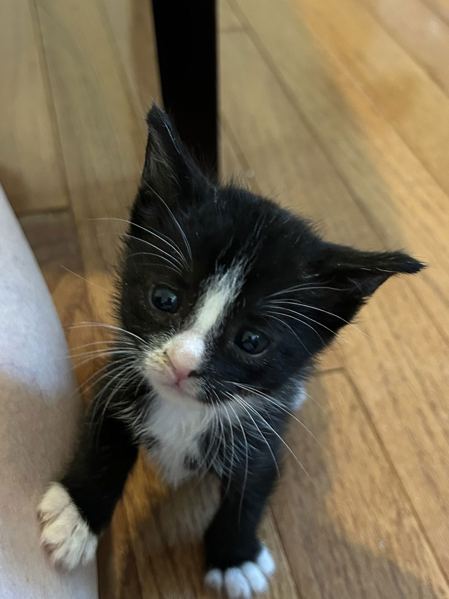 adoptable Cat in Herndon, VA named Leah