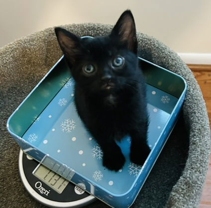 adoptable Cat in Herndon, VA named Theresa