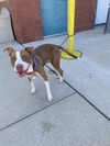 adoptable Dog in  named Metro *FEE WAIVED*