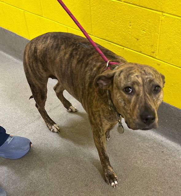 adoptable Dog in Herndon, VA named Juna *FEE WAIVED*