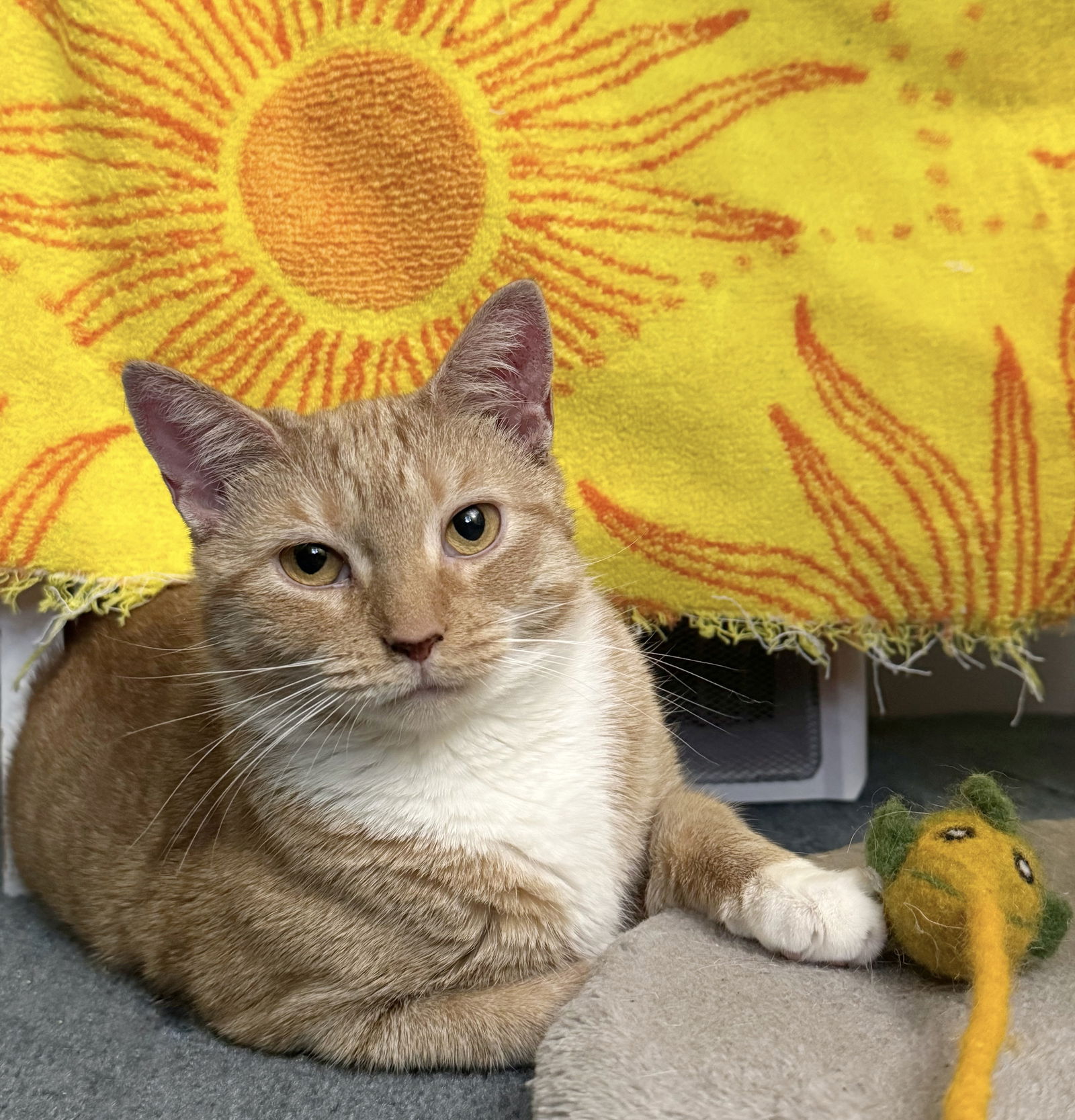 adoptable Cat in Herndon, VA named Sunshine *Fee Sponsored*