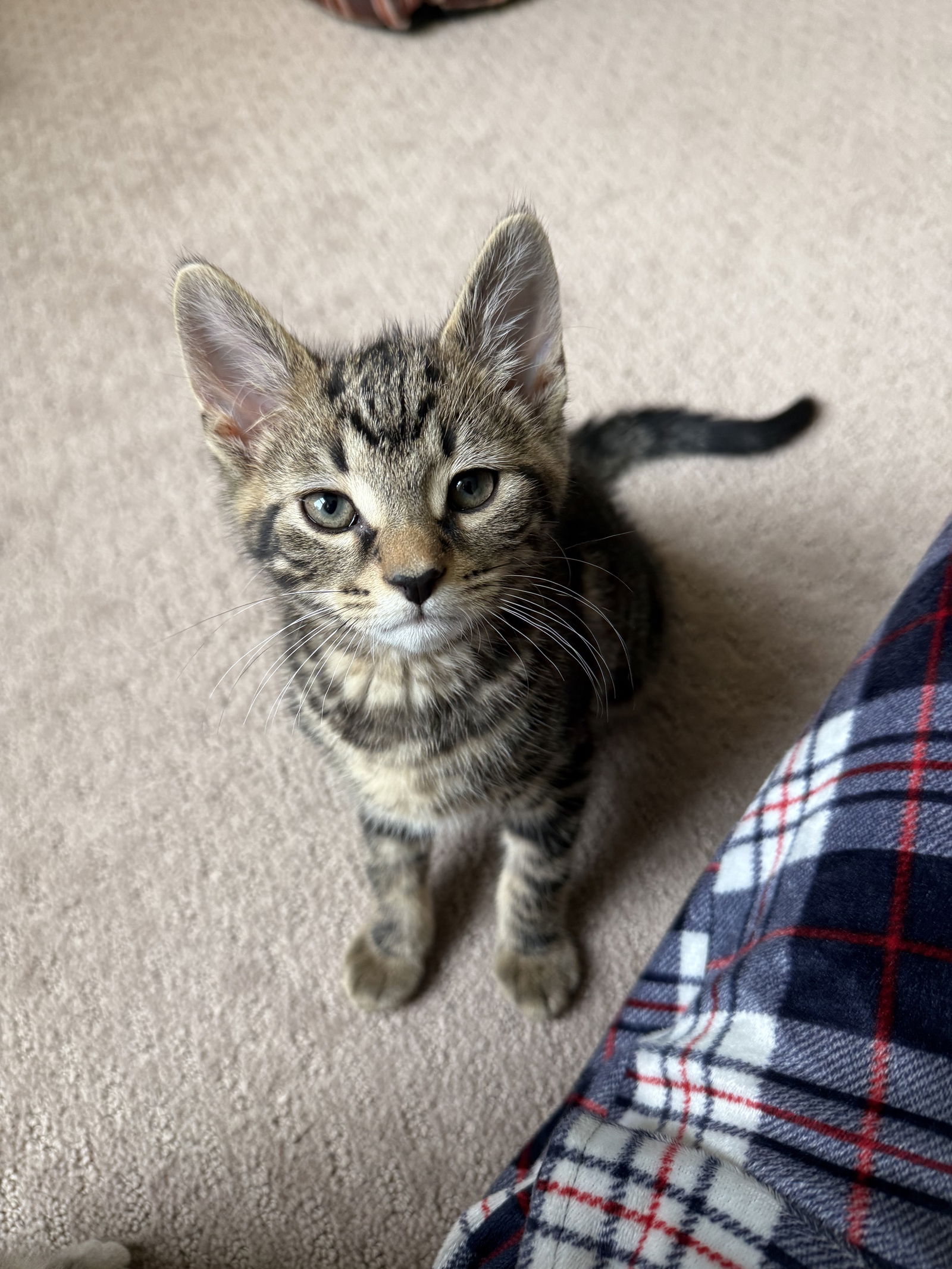 adoptable Cat in Herndon, VA named Theo