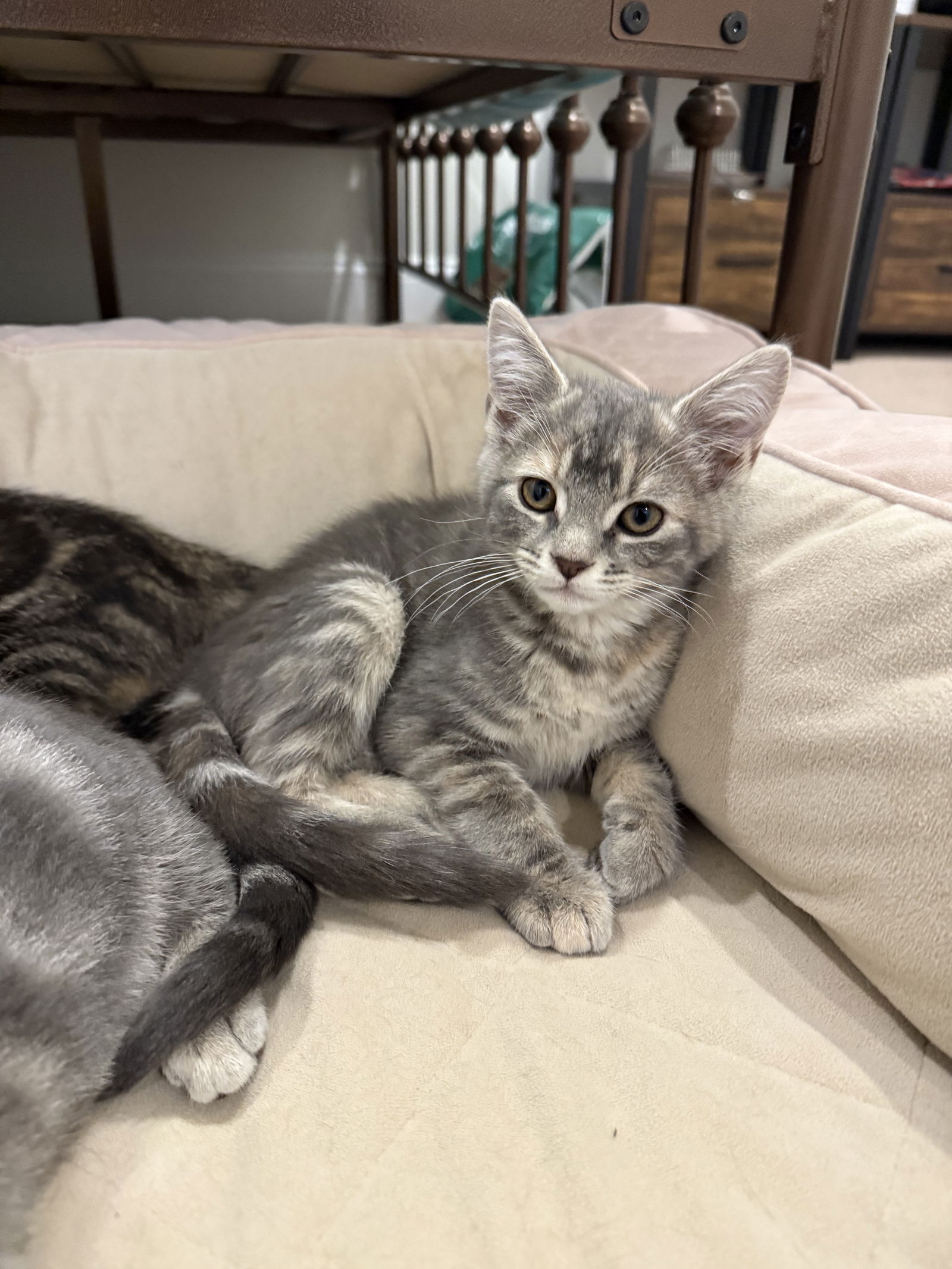 adoptable Cat in Herndon, VA named Ivy