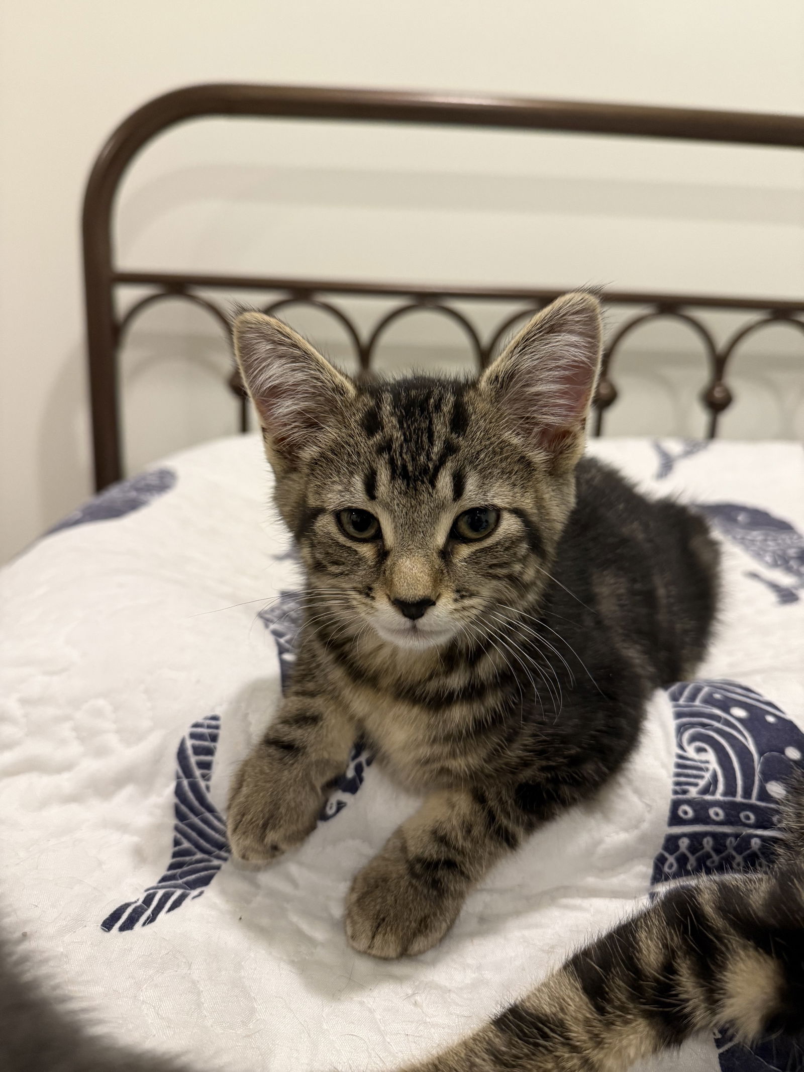 adoptable Cat in Herndon, VA named Dax