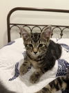 adoptable Cat in herndon, VA named Dax