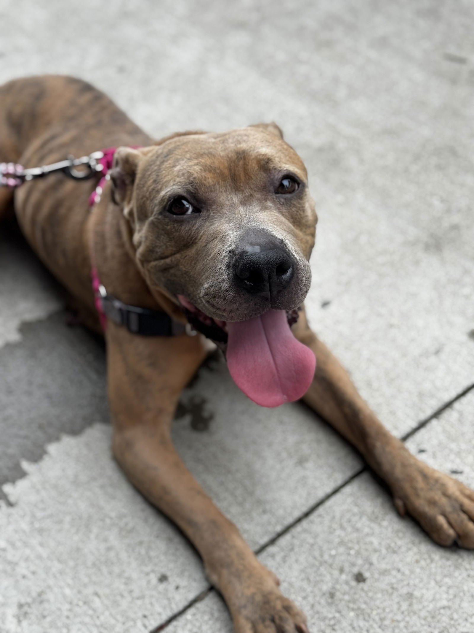 adoptable Dog in Herndon, VA named Sandy *FEE WAIVED*