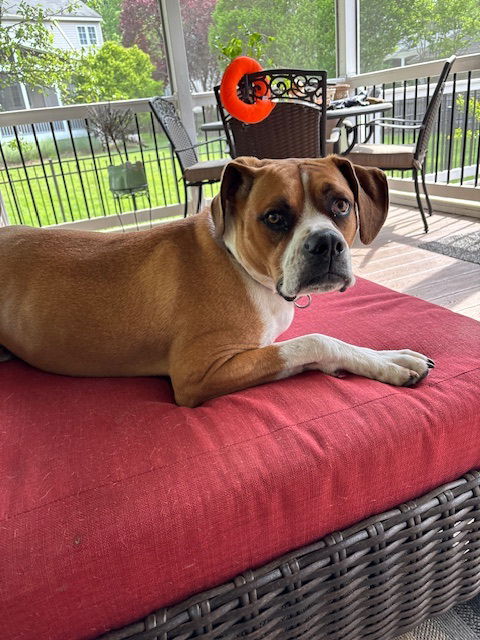 adoptable Dog in Herndon, VA named Cooper *FEE WAIVED* foster home needed