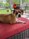 adoptable Dog in  named Cooper  *FEE WAIVED* foster home needed