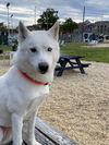 adoptable Dog in , VA named Powder *FEE WAIVED*