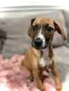 adoptable Dog in , VA named Rain *FEE WAIVED*