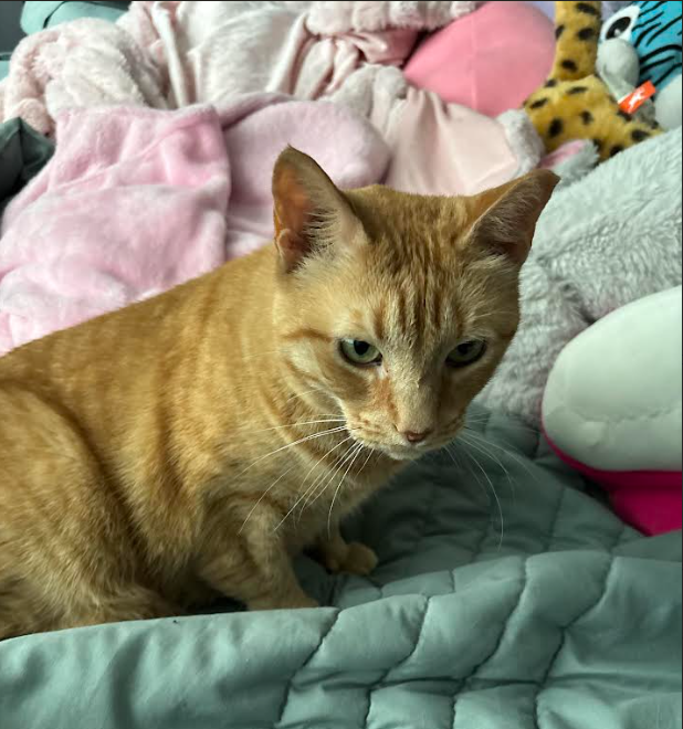 adoptable Cat in Herndon, VA named Whiskers *FEE WAIVED*