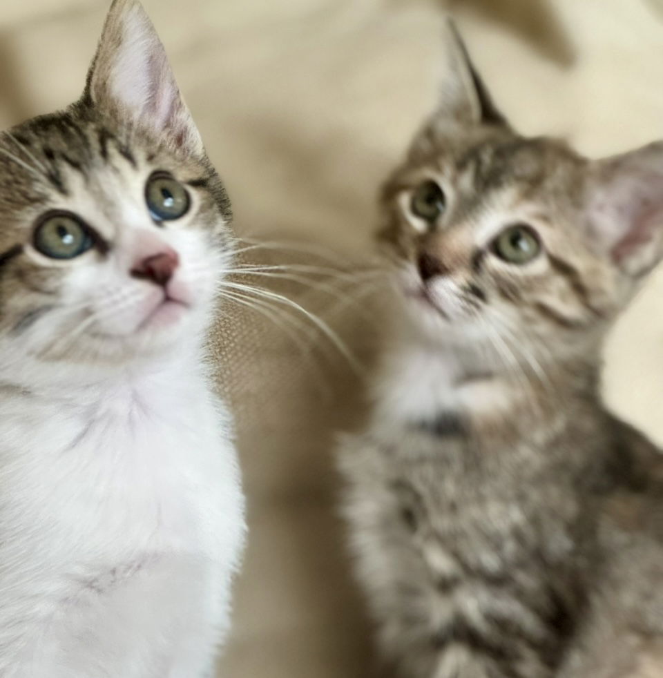adoptable Cat in Herndon, VA named Benji & Jasmine - BONDED