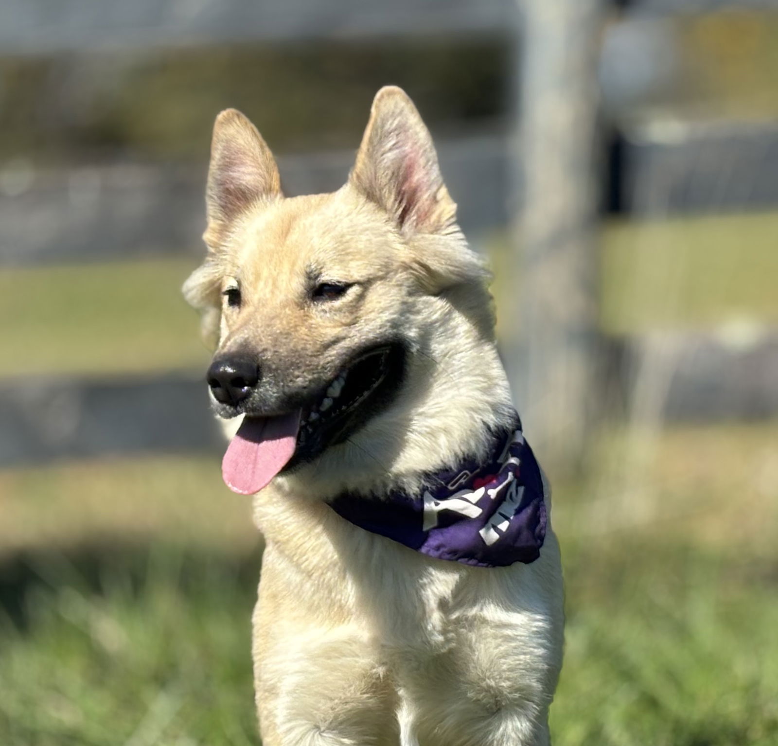 adoptable Dog in Herndon, VA named Lizzy *FEE WAIVED* foster home needed