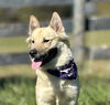 adoptable Dog in  named Lizzy *FEE WAIVED* foster home needed