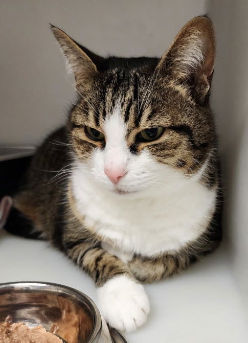 adoptable Cat in Herndon, VA named Kramer *FEE WAIVED*