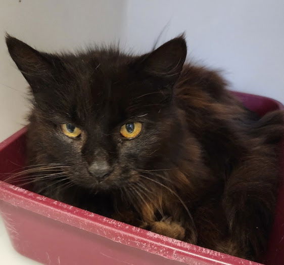 adoptable Cat in Herndon, VA named Abby
