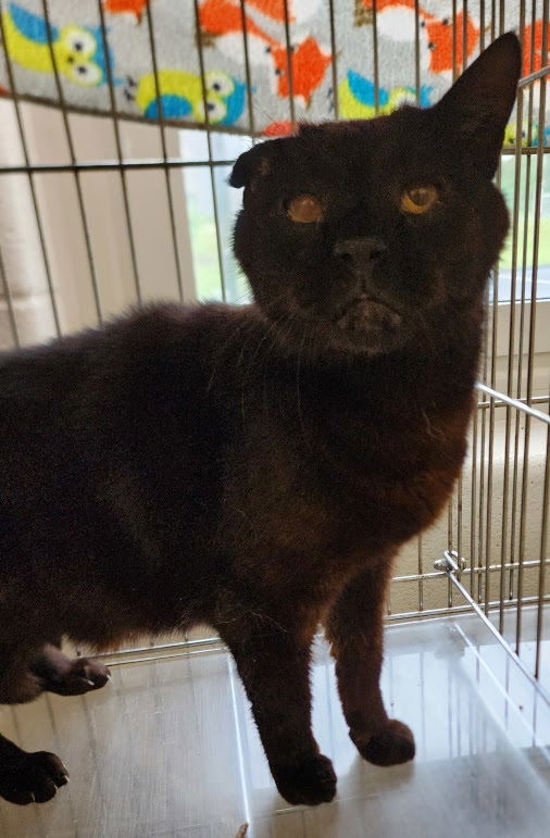 adoptable Cat in Herndon, VA named Scotty *FEE WAIVED*