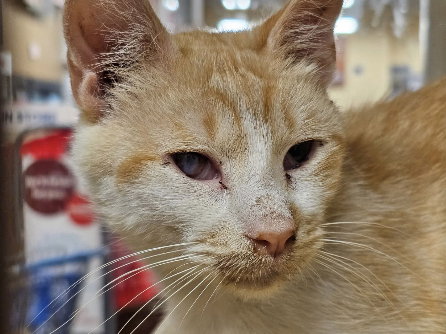 adoptable Cat in Herndon, VA named Obie (& Caty) - bonded