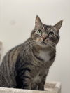 adoptable Cat in , VA named Petey The Gentleman