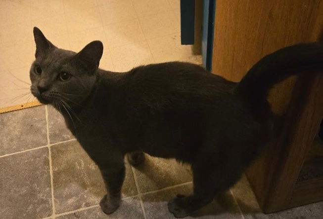 adoptable Cat in Herndon, VA named Smokey