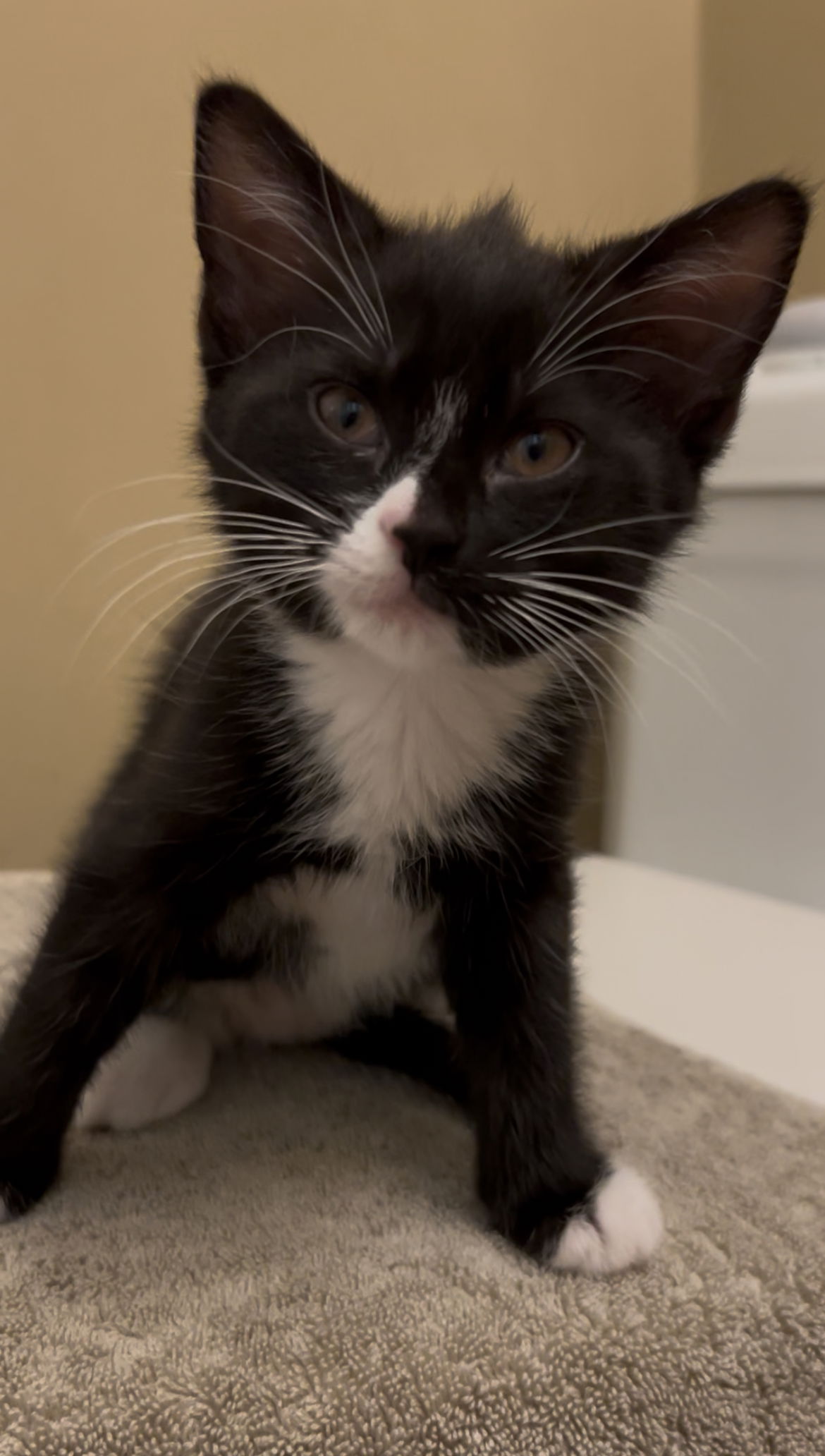 adoptable Cat in Herndon, VA named Hera