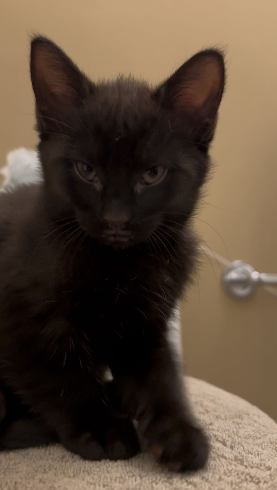 adoptable Cat in Herndon, VA named Artemi