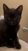 adoptable Cat in herndon, VA named Artemi