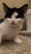 adoptable Cat in herndon, VA named Apollo