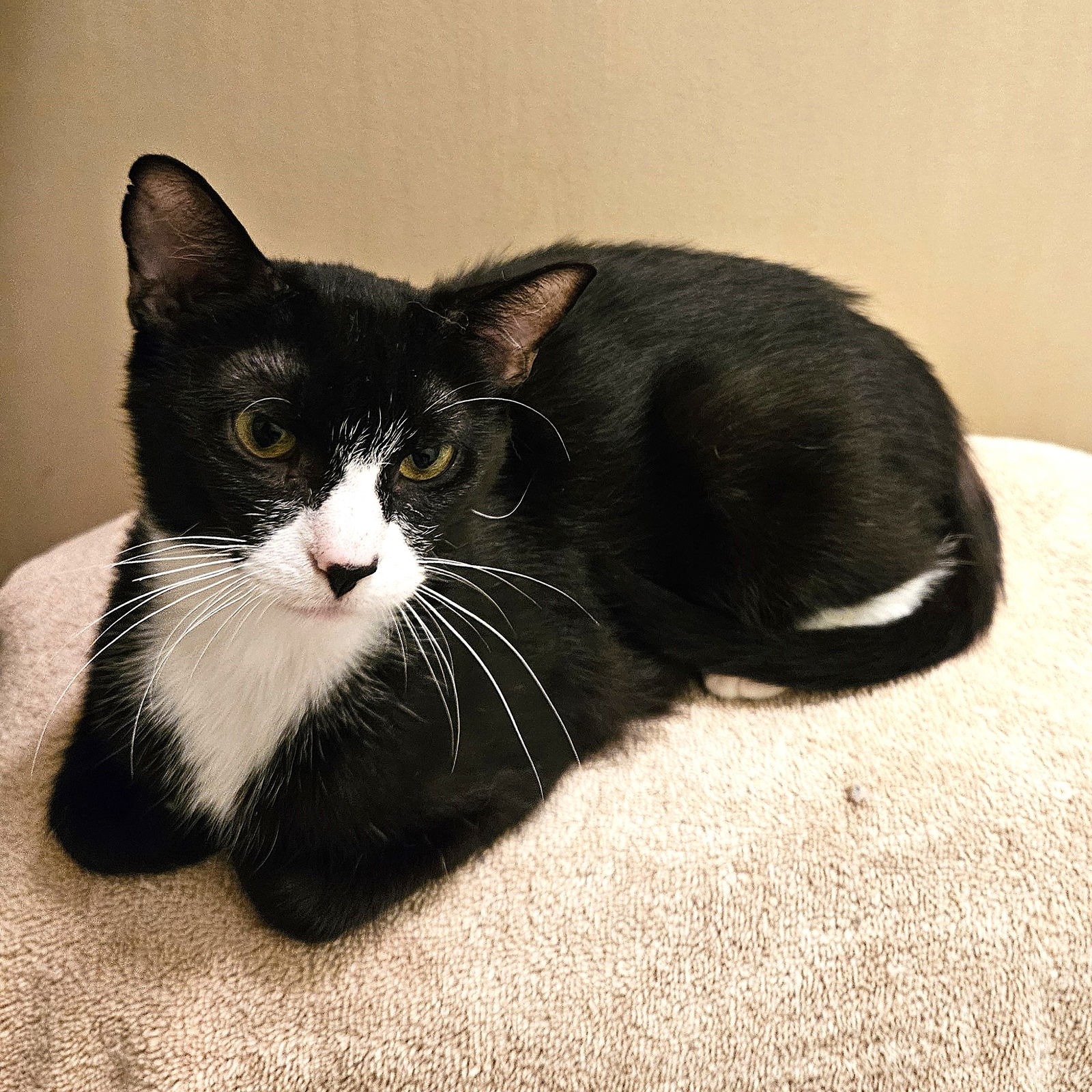adoptable Cat in Herndon, VA named Mittens
