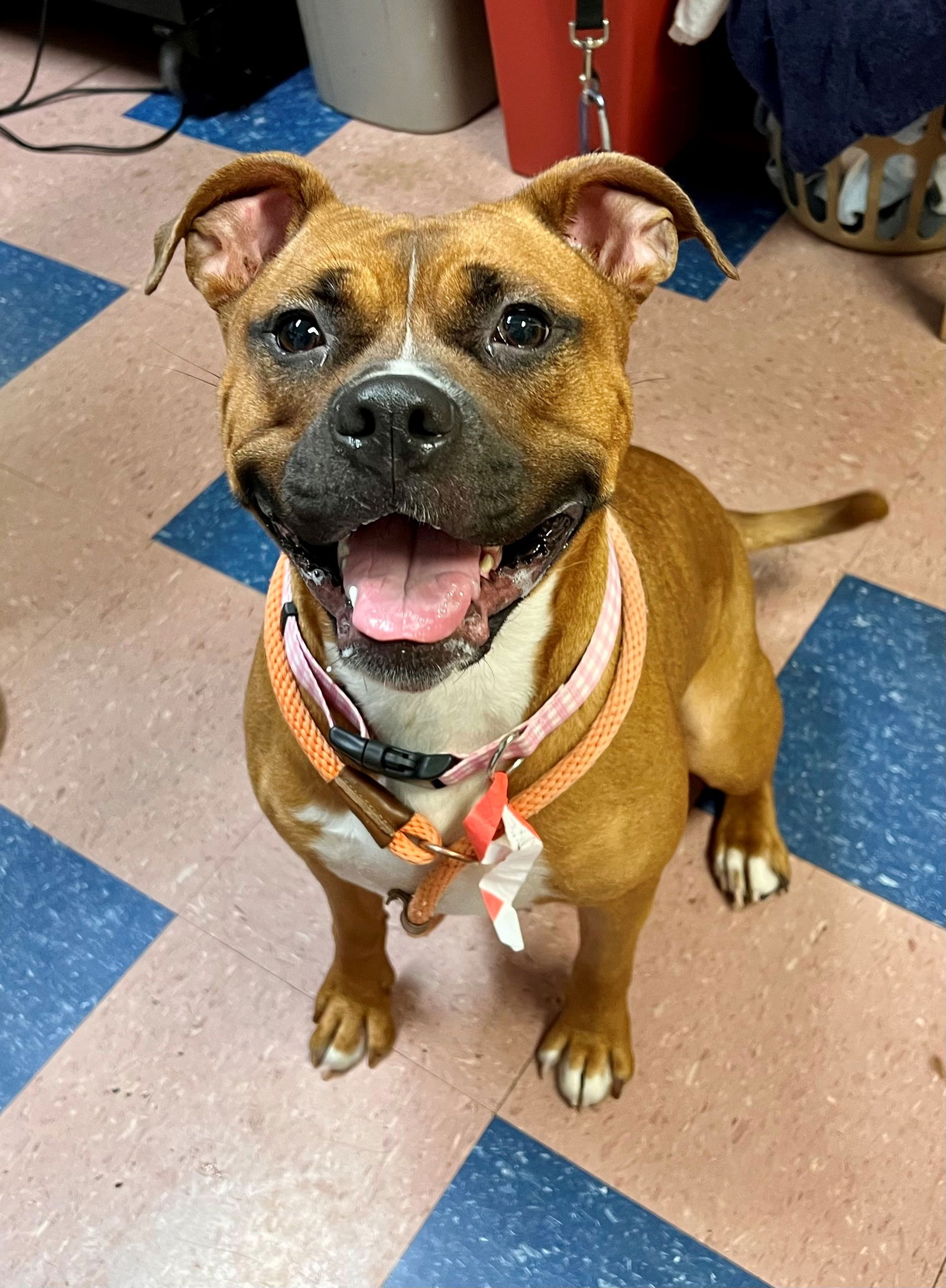 adoptable Dog in Herndon, VA named Dixie *FEE WAIVED*
