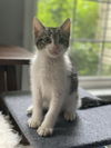 adoptable Cat in herndon, VA named Coyote aka Yoti
