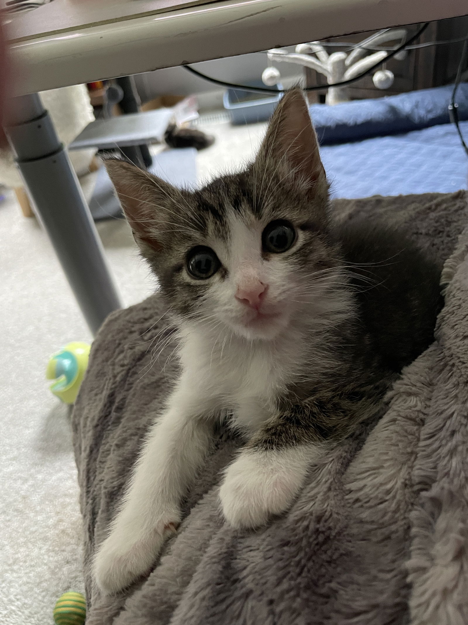 adoptable Cat in Herndon, VA named Gourdy