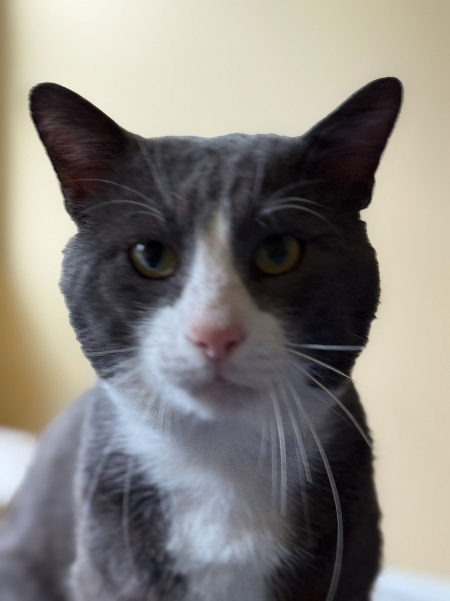 adoptable Cat in Herndon, VA named Jasper
