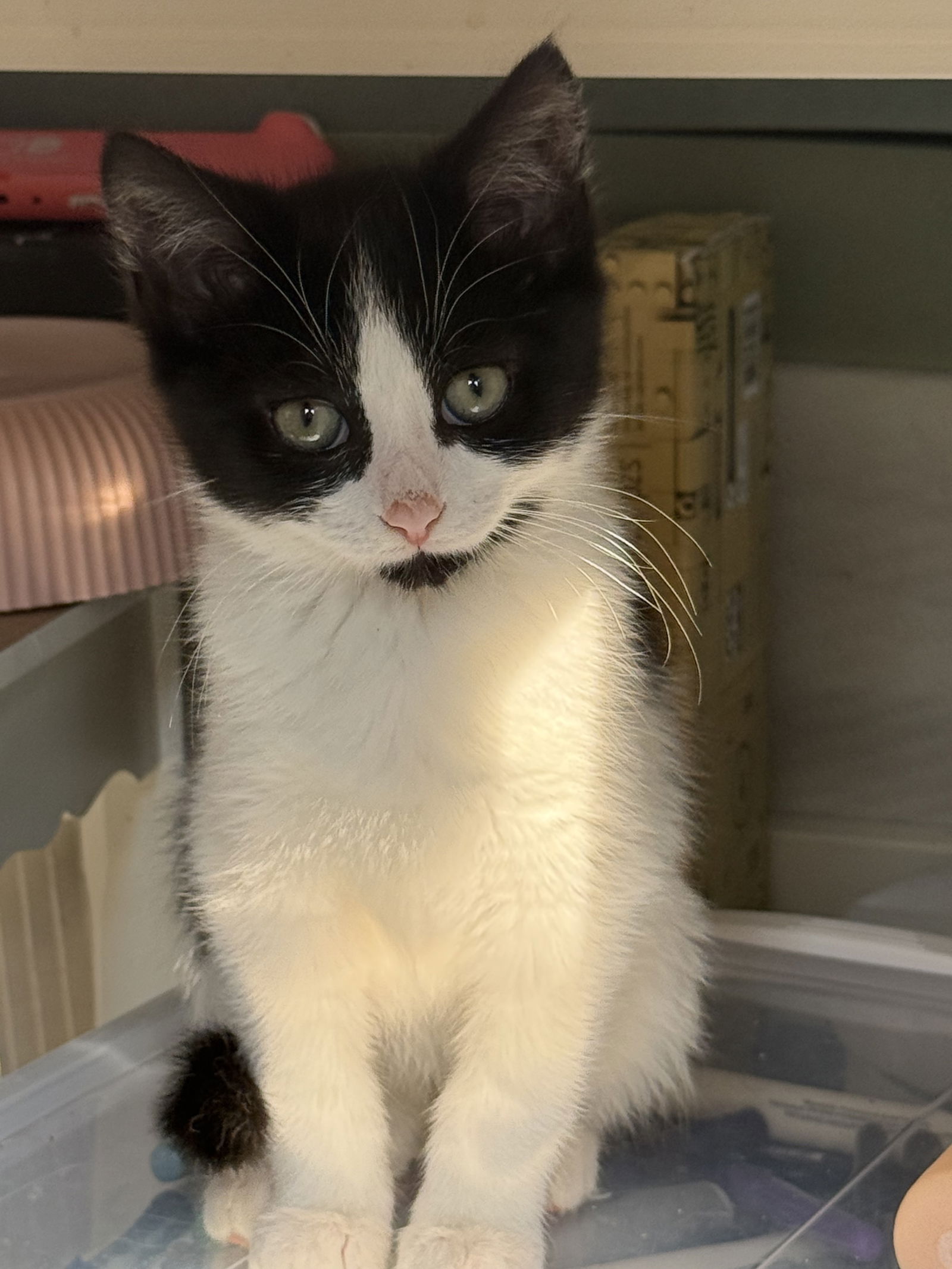 adoptable Cat in Herndon, VA named Sally
