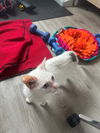 adoptable Cat in herndon, VA named Cletus