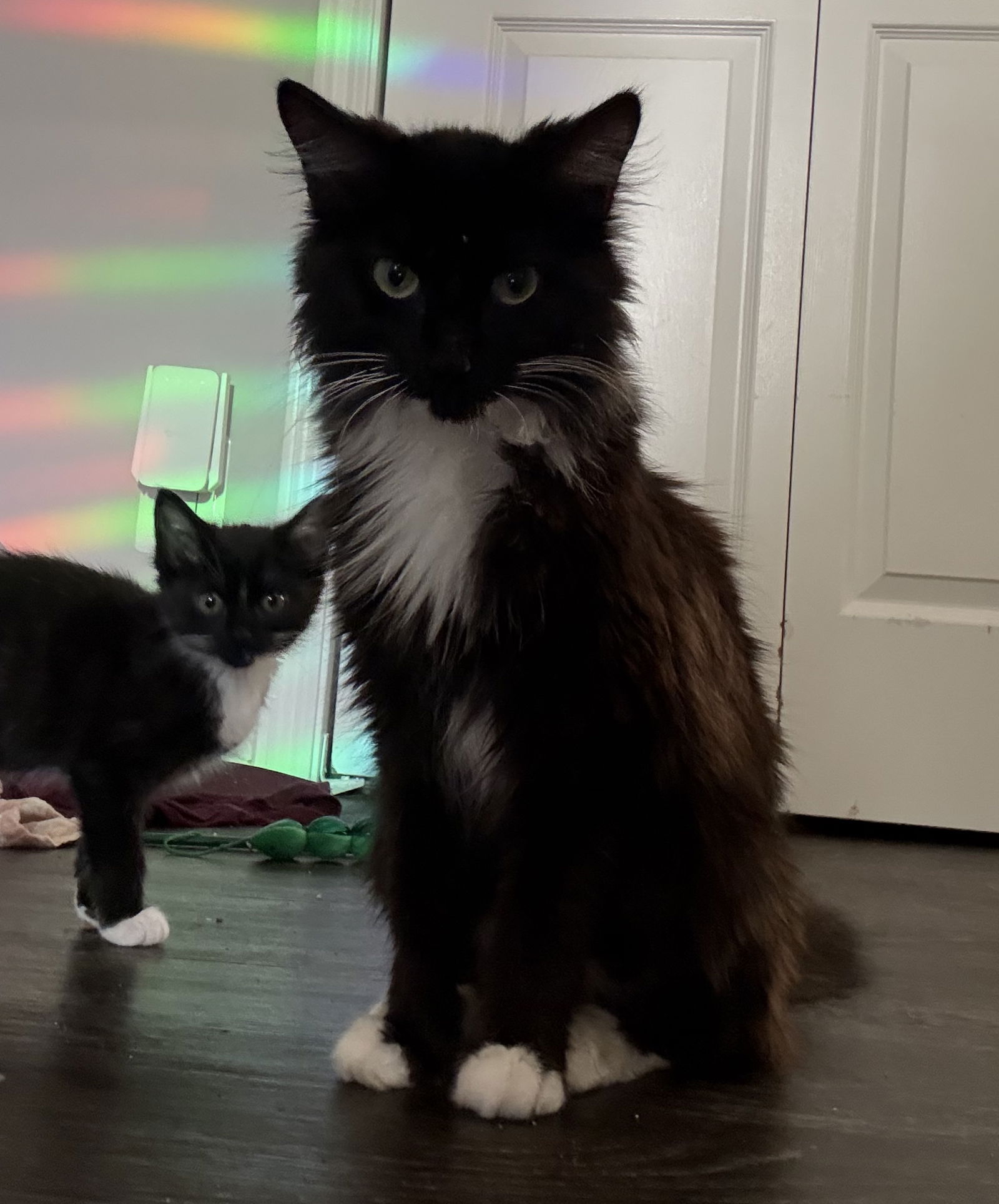adoptable Cat in Herndon, VA named Moonbeam