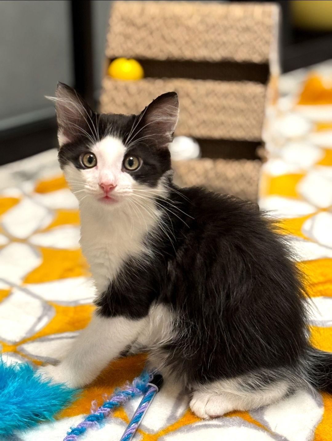 adoptable Cat in Herndon, VA named Gideon