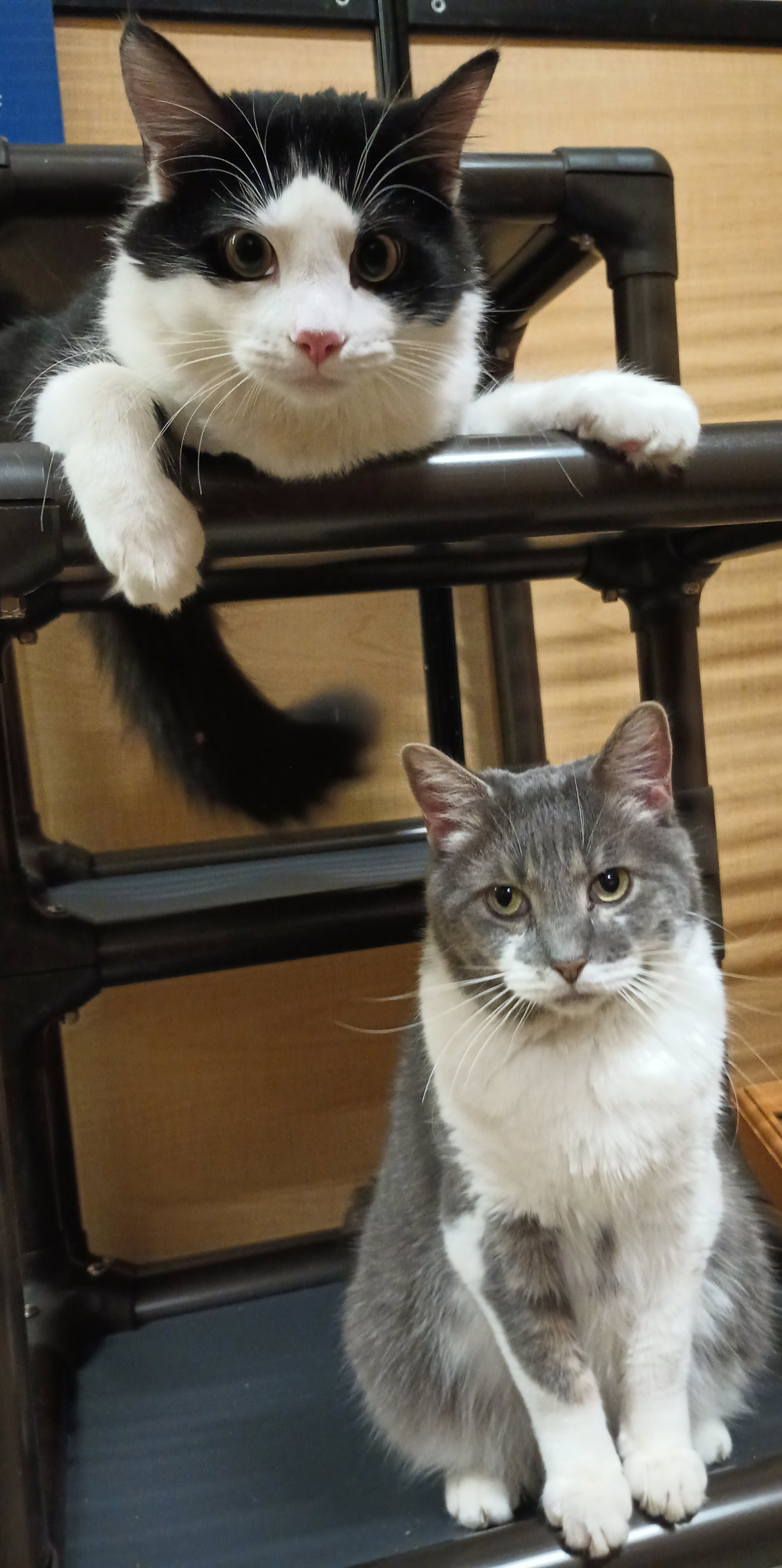 Gideon (& Firefly) bonded