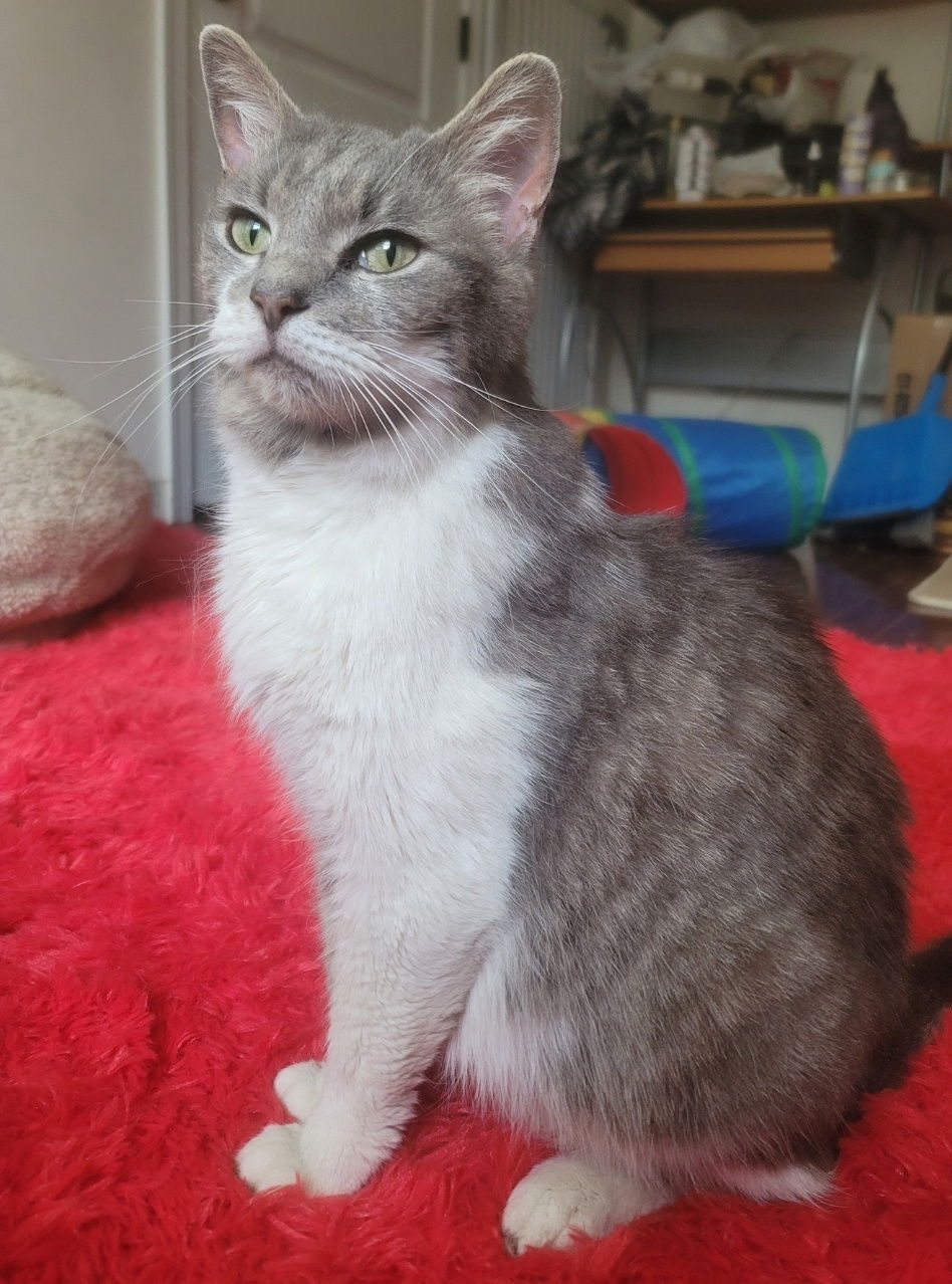 adoptable Cat in Herndon, VA named Firefly