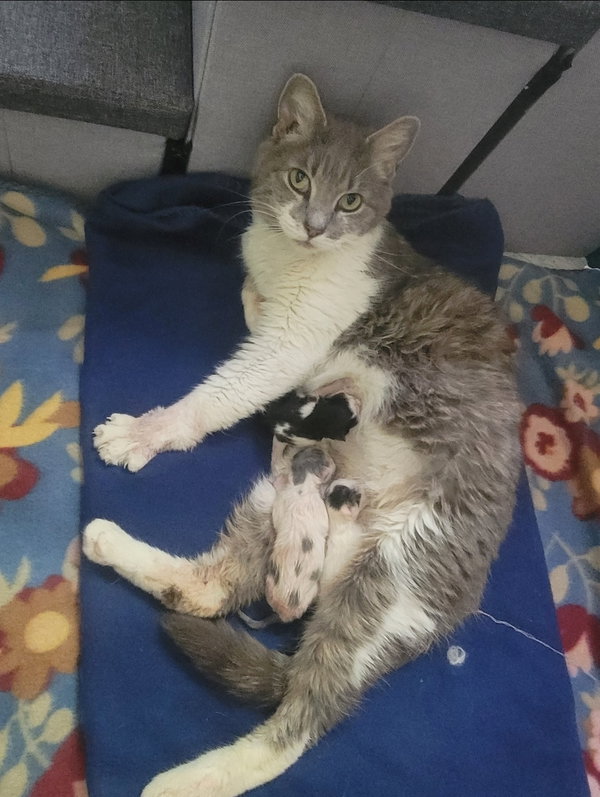 Firefly (& Gideon) bonded