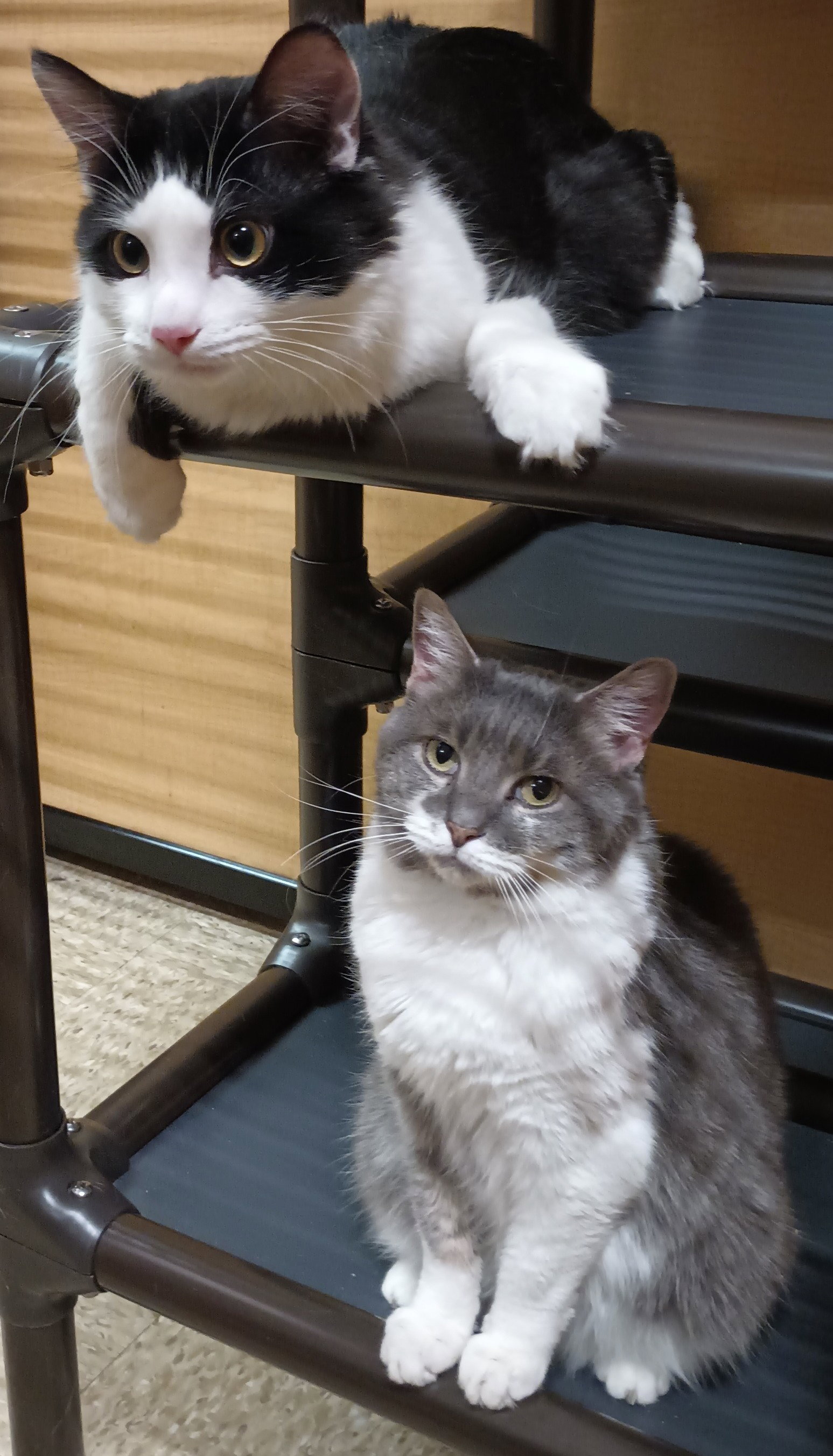 Firefly (& Gideon) bonded