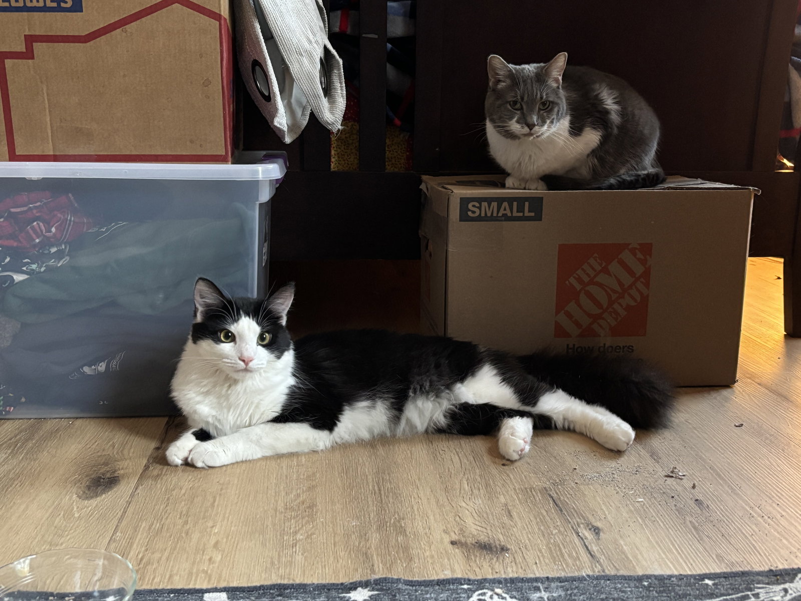 Firefly (& Gideon) bonded