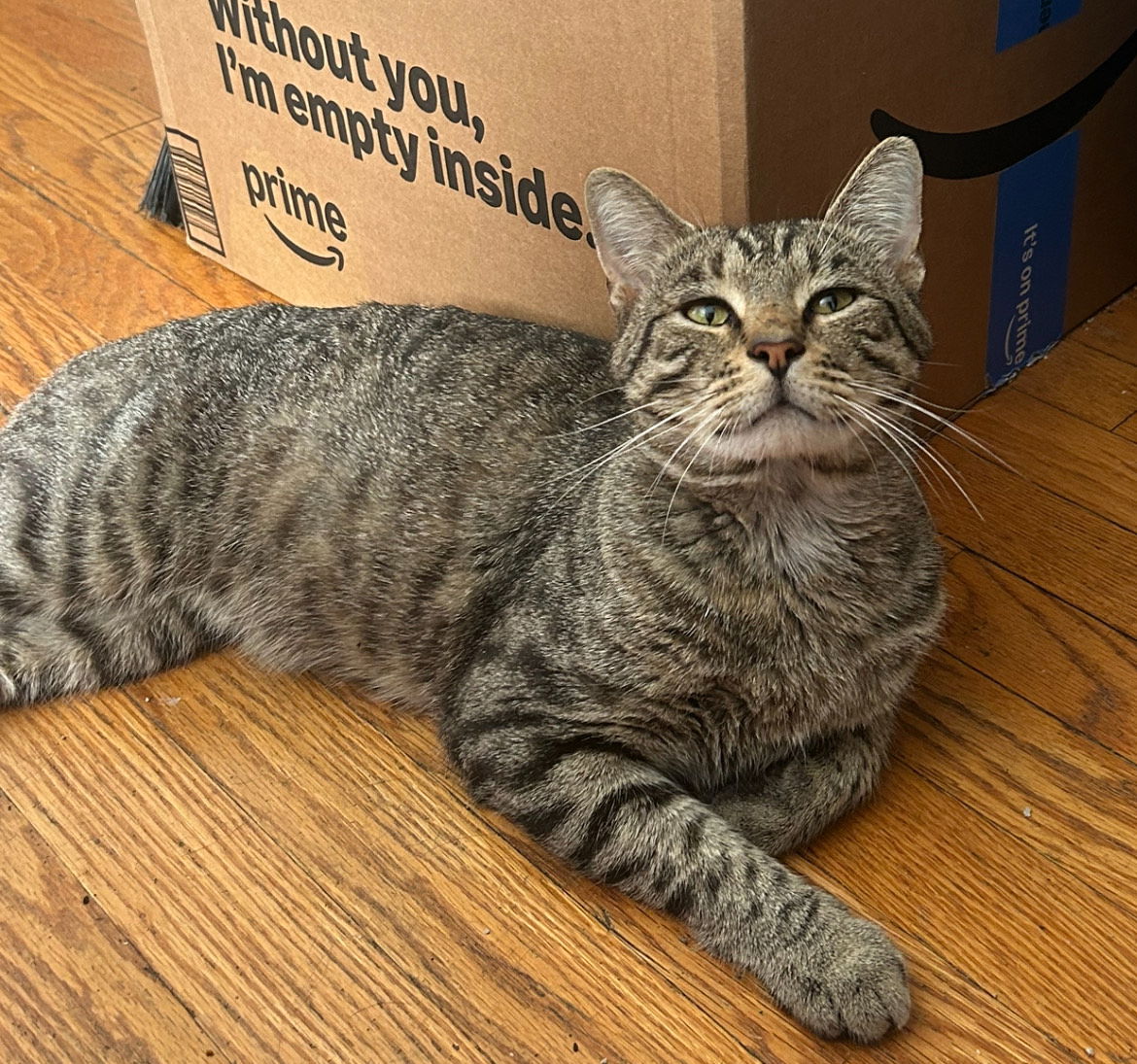 adoptable Cat in Herndon, VA named Carter