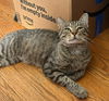 adoptable Cat in herndon, VA named Carter