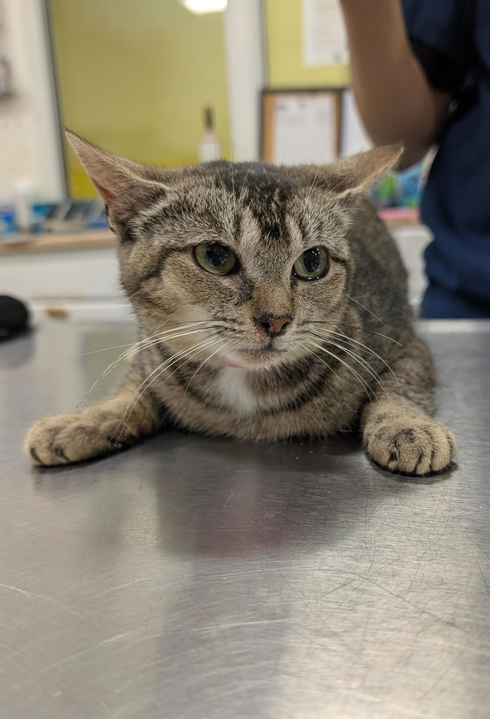 adoptable Cat in Herndon, VA named Mango