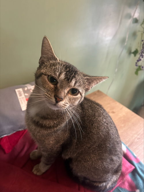 Angelica, a cat for adoption from Fancy Cats Rescue Team