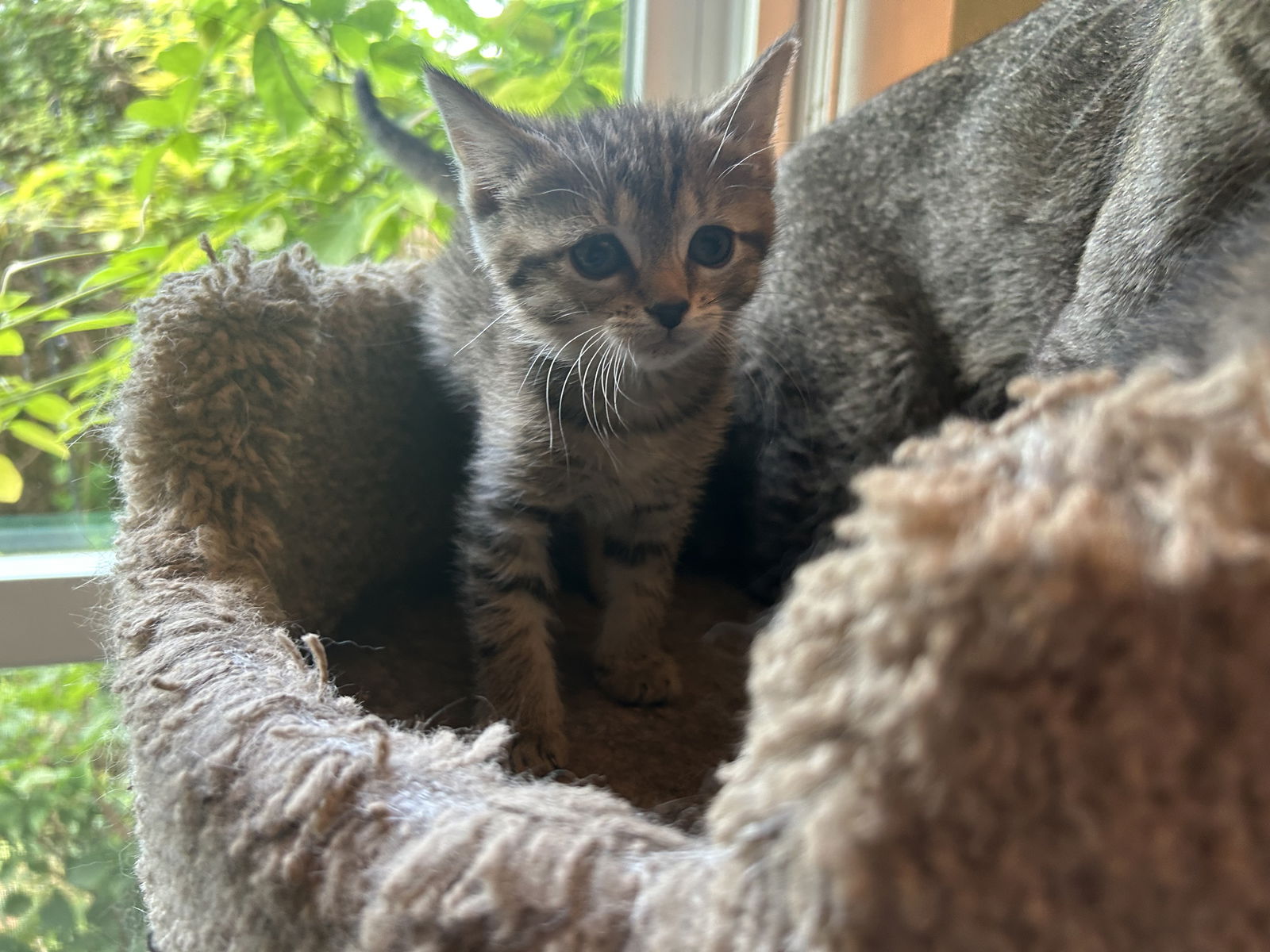adoptable Cat in Herndon, VA named Raspberry & Blueberry - BONDED