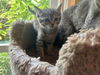 adoptable Cat in  named Raspberry & Blueberry - BONDED