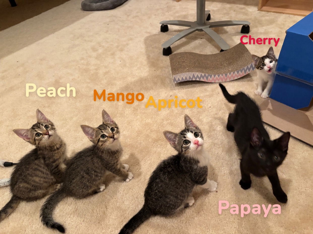 adoptable Cat in Herndon, VA named Cherry